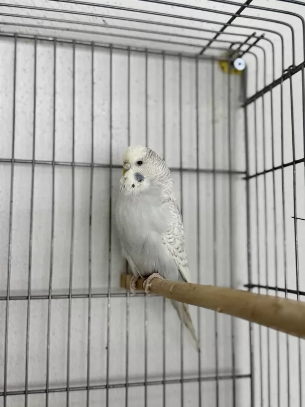 Dişi Jumbo 10 Aylık Muhabbet Kuşu