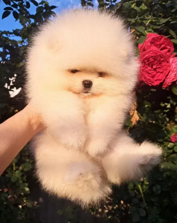 Petmode Köpek Çiftliğinden Pomeranian Yavrular