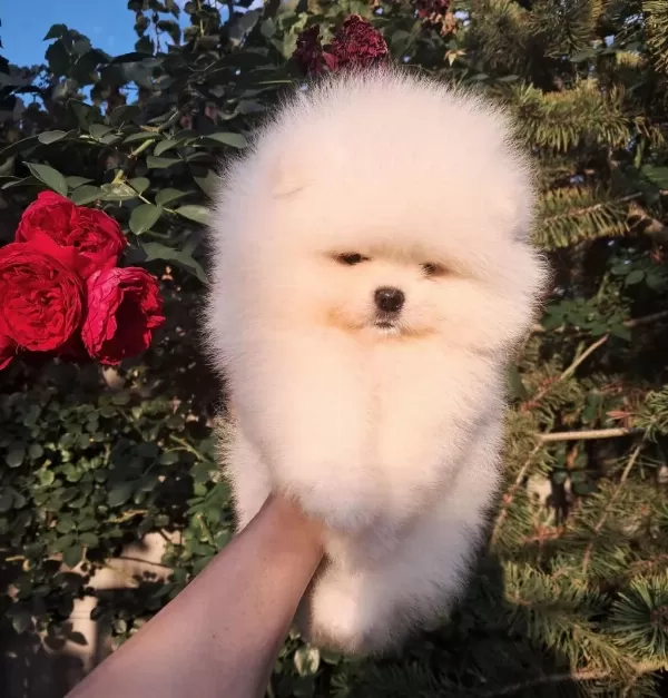 Petmode Köpek Çiftliğinden Pomeranian Yavrular