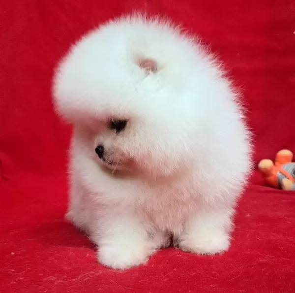 Petmode Köpek Çiftliğinden Pomeranian Yavrular