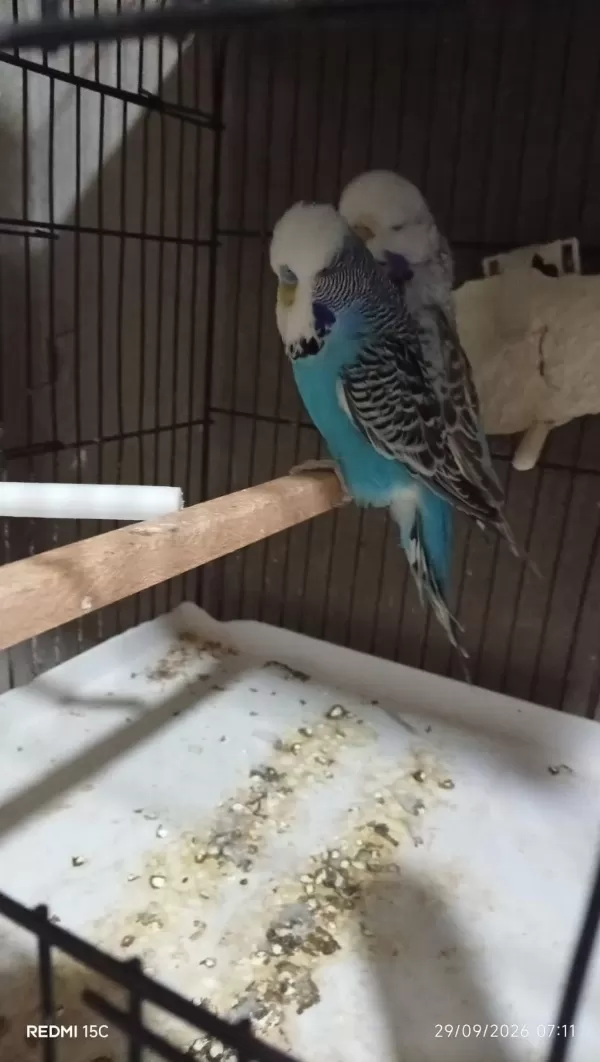 Garantili Muhabbet Kuşu Temiz Takimlar