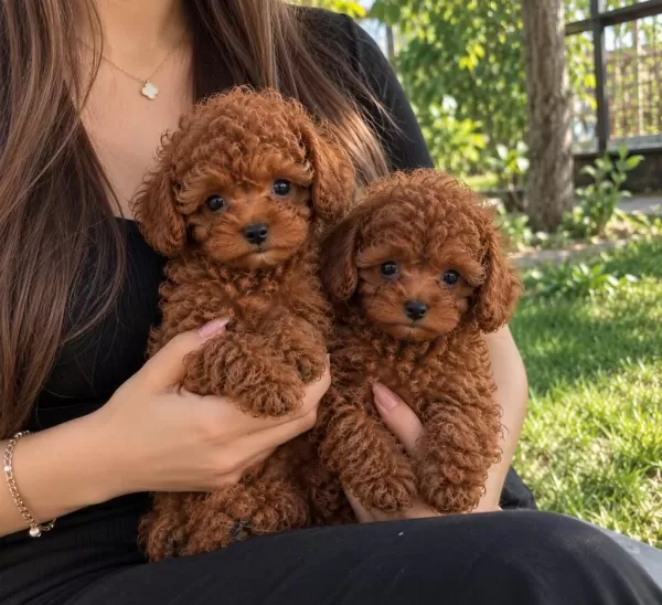 Red Brown Minik Toy Poodle Yavrular