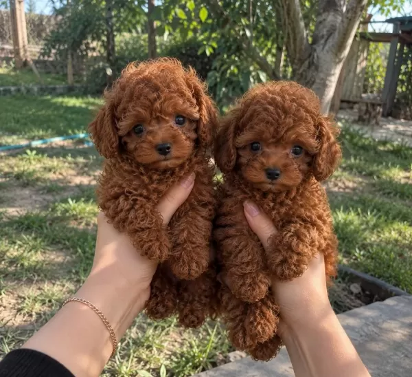 Red Brown Minik Toy Poodle Yavrular