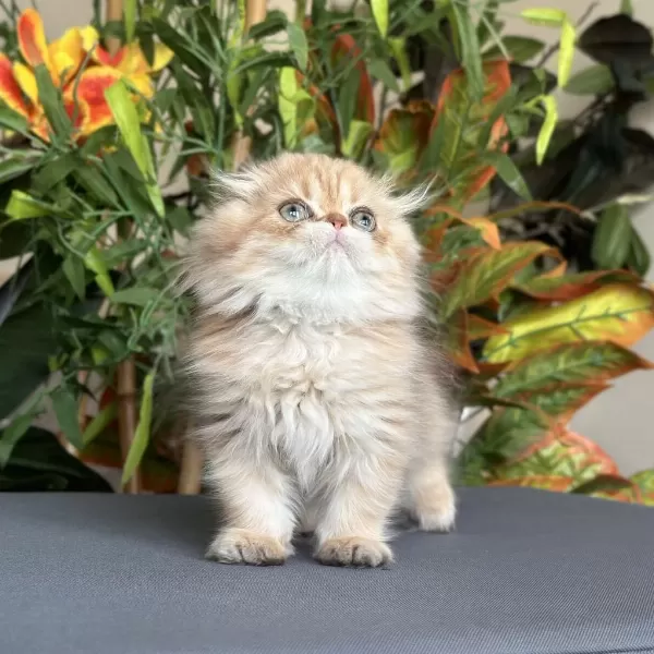 Safkan Şecereli Golden Chocolate Erkek Scottish Fold