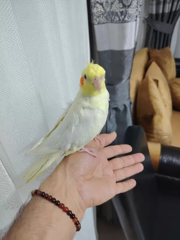 Ele Alışkın Sultan Yavrusu