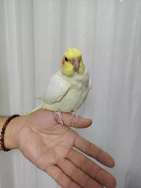 Ele Alışkın Sultan Yavrusu