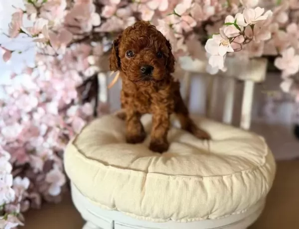 Ruhsatli Köpek Çiftliğinden Toy Poodle Yavrularimiz
