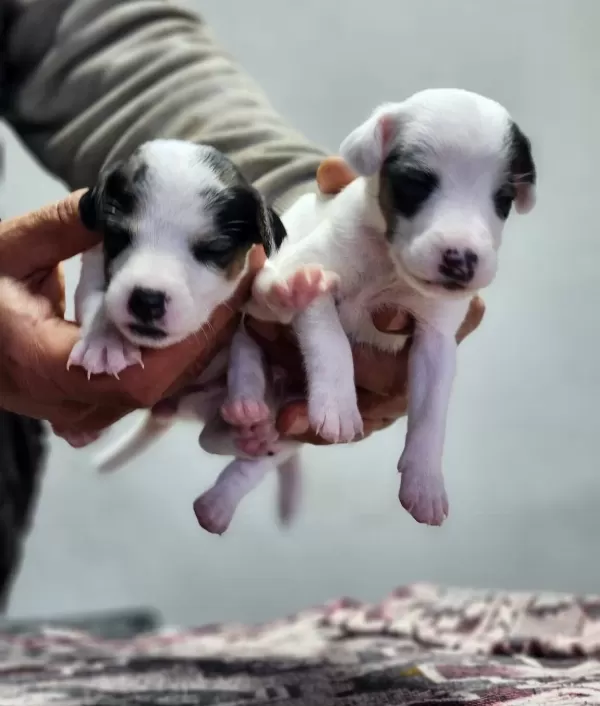 Harika Kısa Jack Russel Bebekler