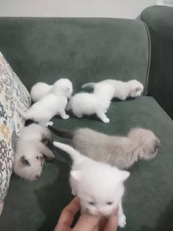 Scottish Fold Blue Point