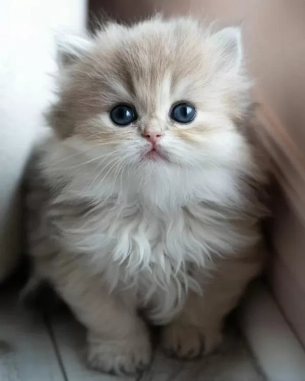 Pofuduk Ay Golden British Longhair