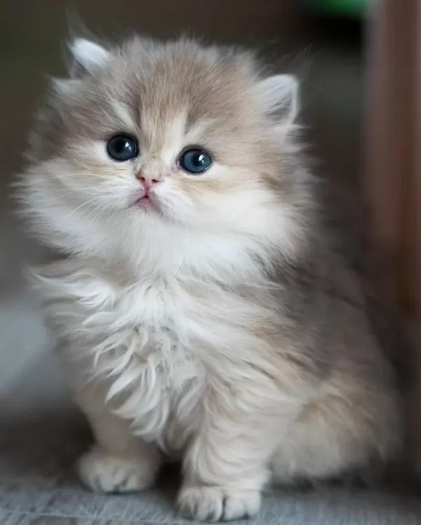 Pofuduk Ay Golden British Longhair