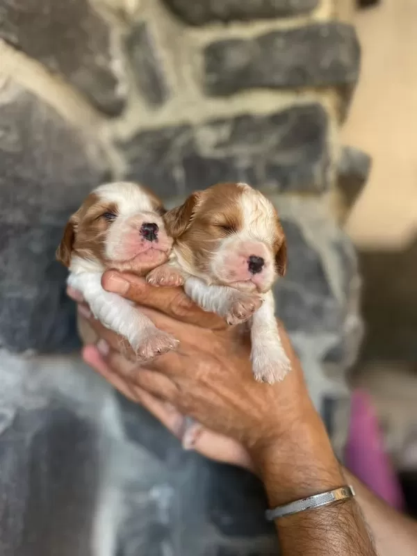 Cavalier King Charles Yavrularimiz