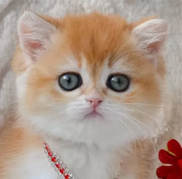 Dünya Güzeli Ny12 Golden British Shorthair