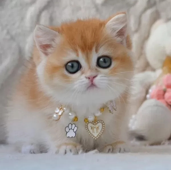 Dünya Güzeli Ny12 Golden British Shorthair
