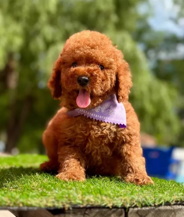 Toy Poodle Kore Yavrularımız Ruhsatlı Çiftlikten