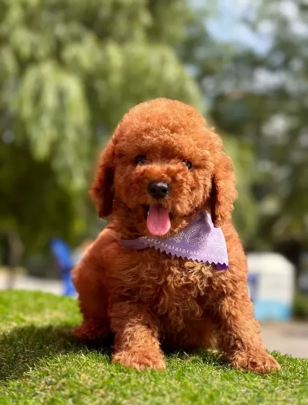 Toy Poodle Kore Yavrularımız Ruhsatlı Çiftlikten