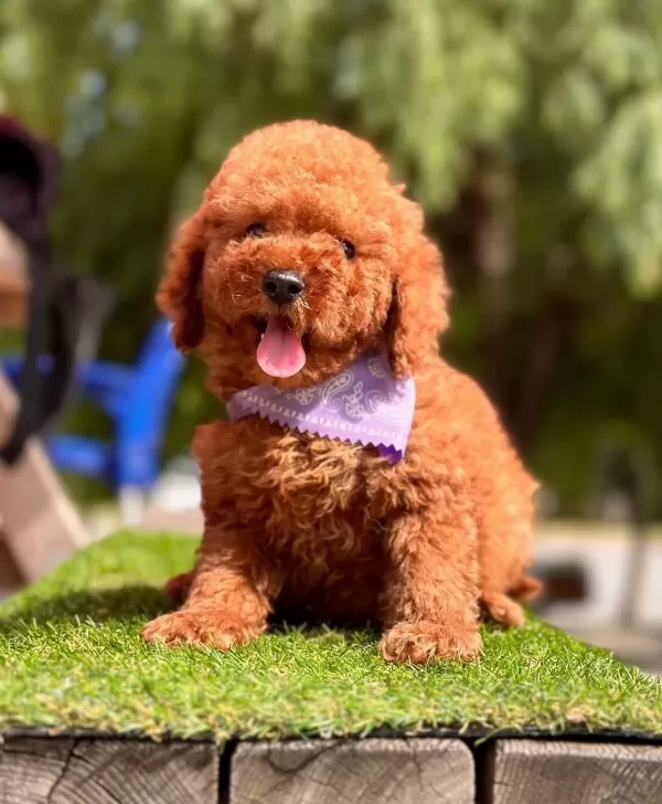 Toy Poodle Kore Yavrularımız Ruhsatlı Çiftlikten
