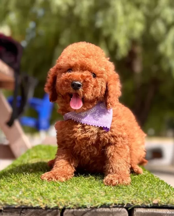 Toy Poodle Kore Yavrularımız Ruhsatlı Çiftlikten