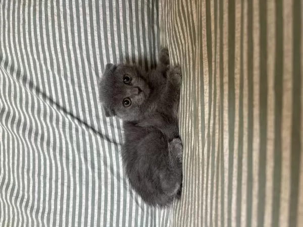Evinize Neşe Katacak Scottish Fold Minikler