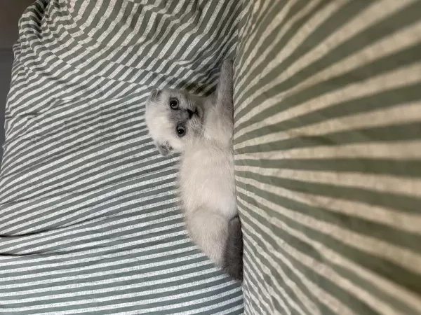 Evinize Neşe Katacak Scottish Fold Minikler