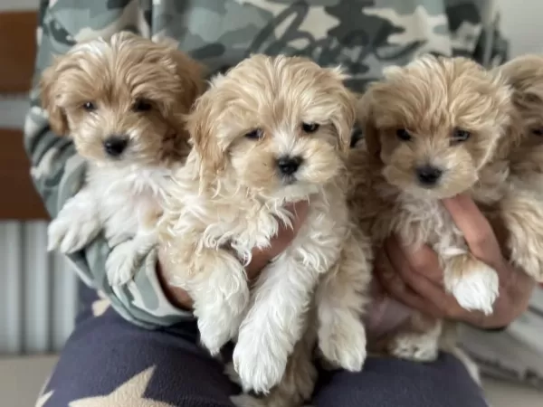 Yasal Ruhsatlı Çiftlikde Ziyarete Açık Maltipoo