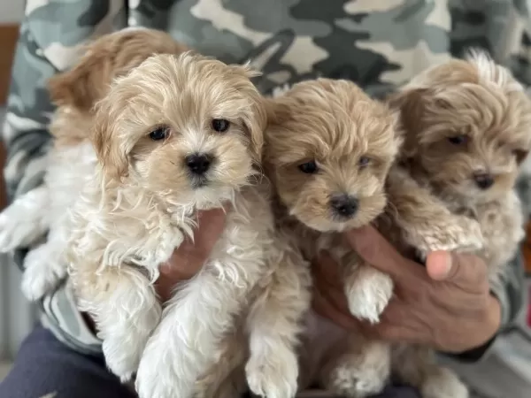 Yasal Ruhsatlı Çiftlikde Ziyarete Açık Maltipoo