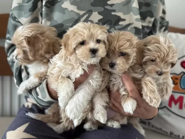 Yasal Ruhsatlı Çiftlikde Ziyarete Açık Maltipoo
