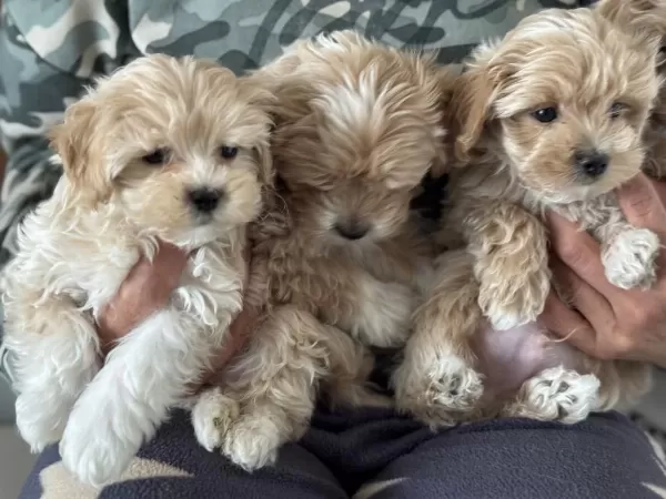 Yasal Ruhsatlı Çiftlikde Ziyarete Açık Maltipoo