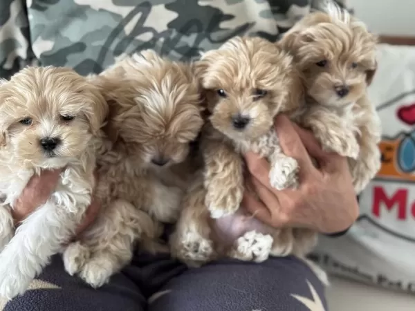 Yasal Ruhsatlı Çiftlikde Ziyarete Açık Maltipoo