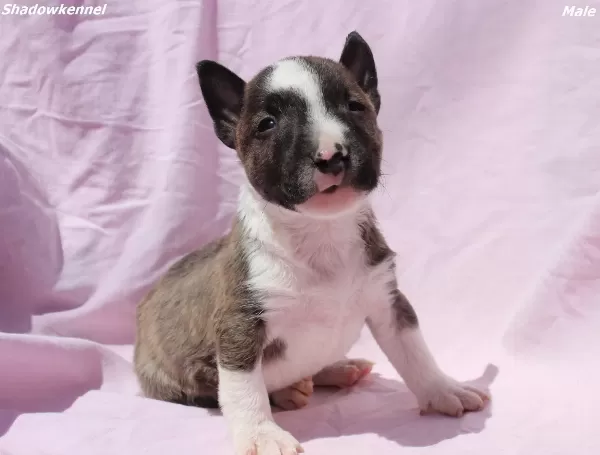 Mini Bull Terrier – Yavrular