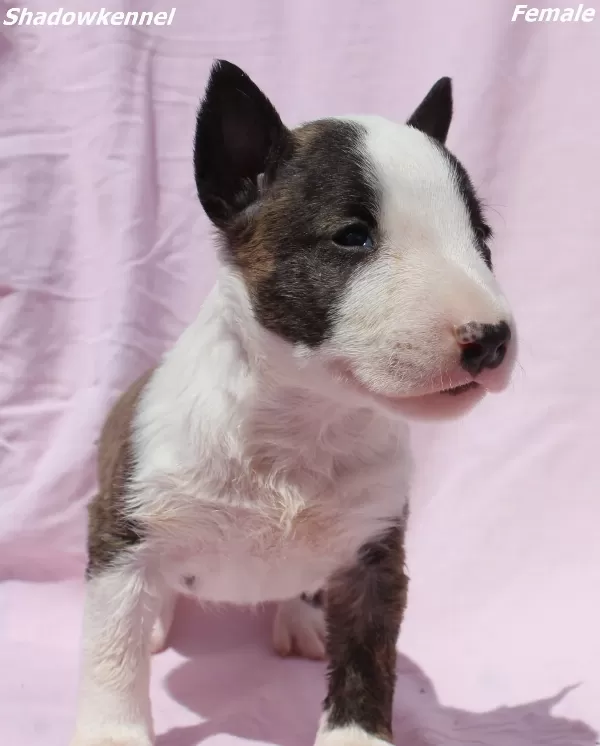 Mini Bull Terrier – Yavrular
