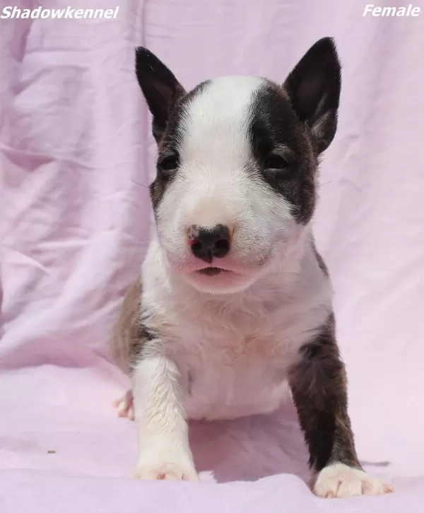 Mini Bull Terrier – Yavrular