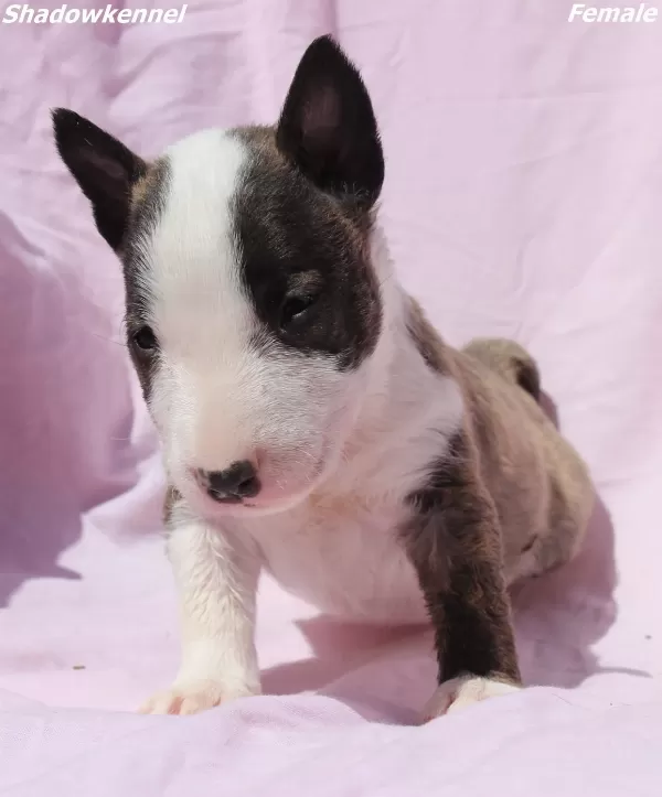 Mini Bull Terrier – Yavrular