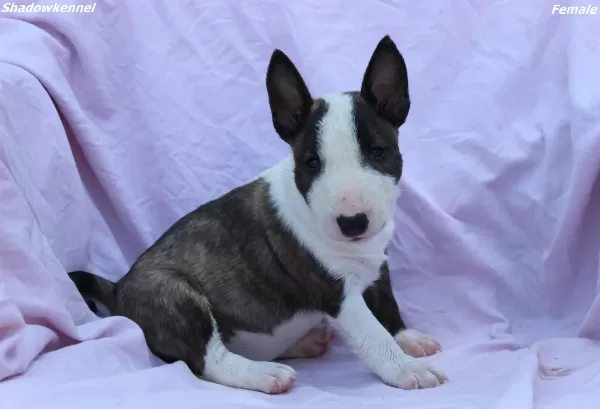 Mini Bull Terrier – Yavrular