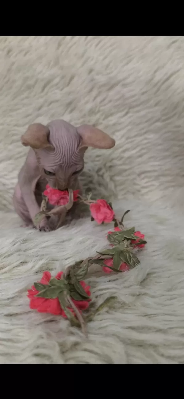 Kediler Naked Beauty Sphynx Cattery