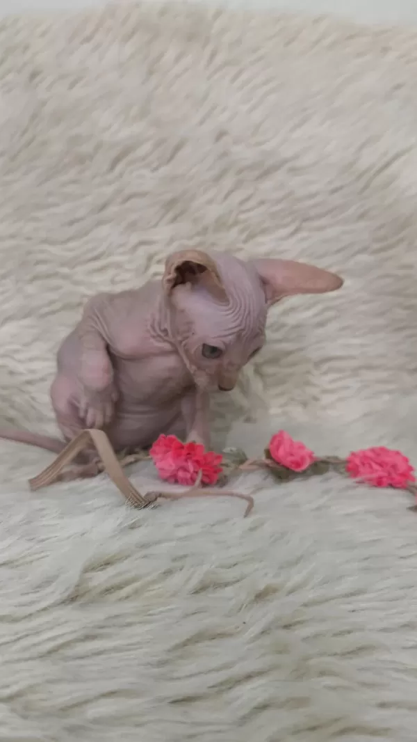 Kediler Naked Beauty Sphynx Cattery