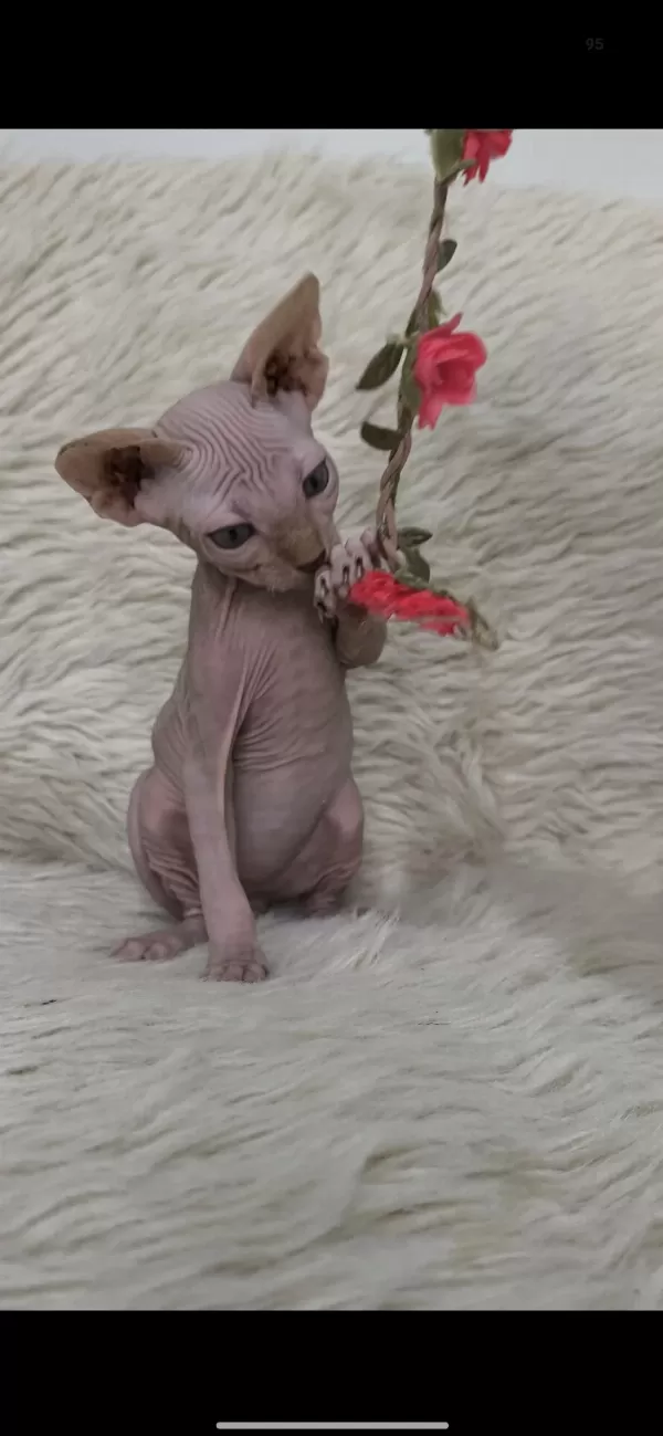 Kediler Naked Beauty Sphynx Cattery
