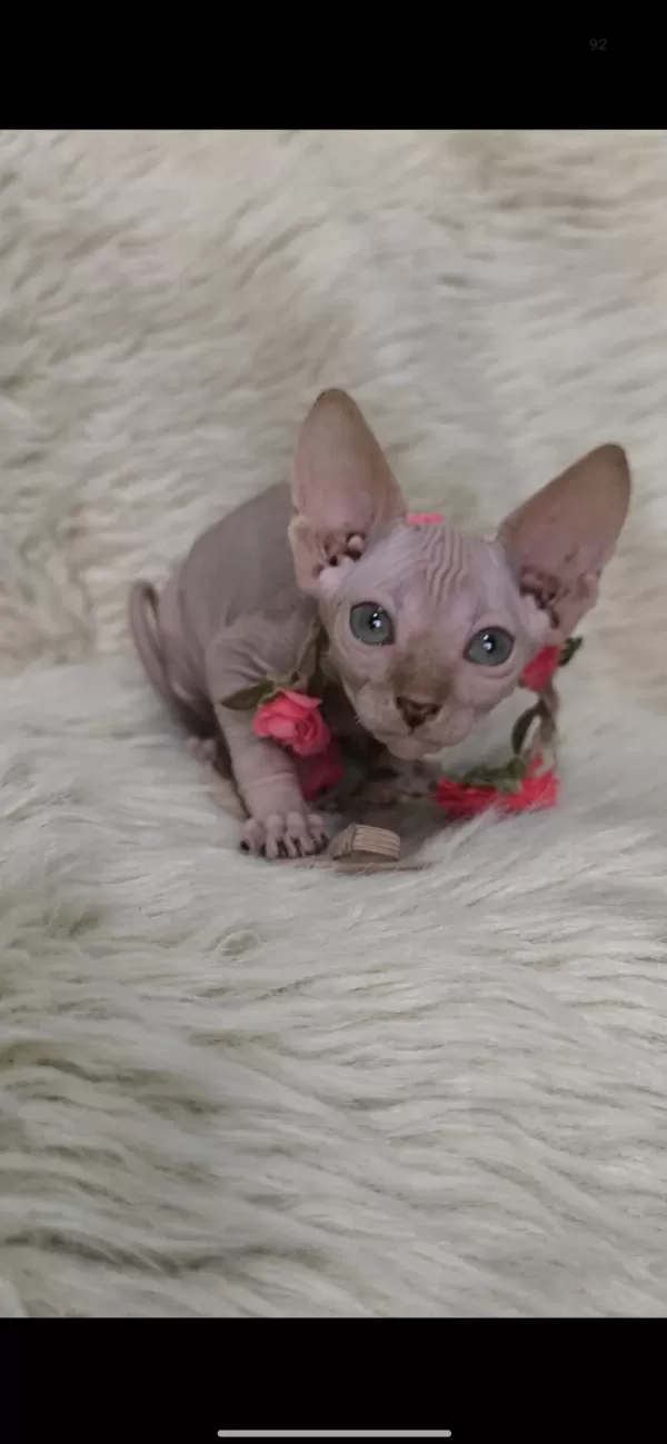 Kediler Naked Beauty Sphynx Cattery