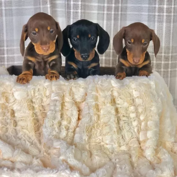 İrk Garantili Exotic Dachshund Yavrulari