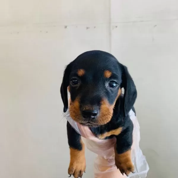 İrk Garantili Exotic Dachshund Yavrulari