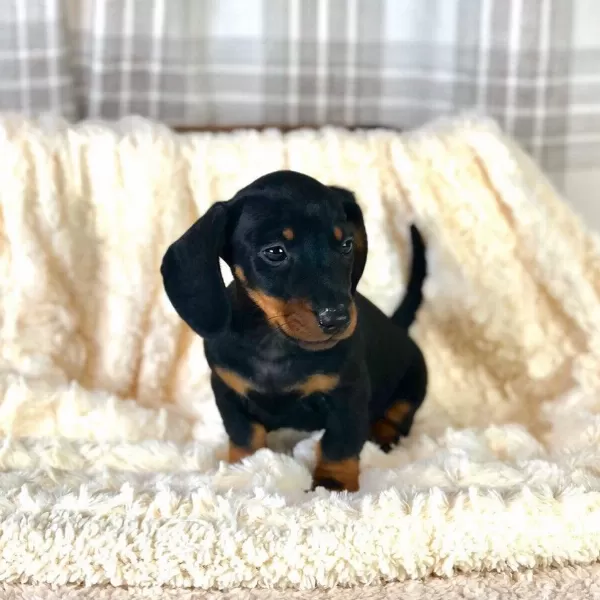 İrk Garantili Exotic Dachshund Yavrulari