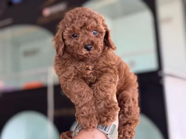 Show Kalite Redbrown Toy Poodle Yavrularımız