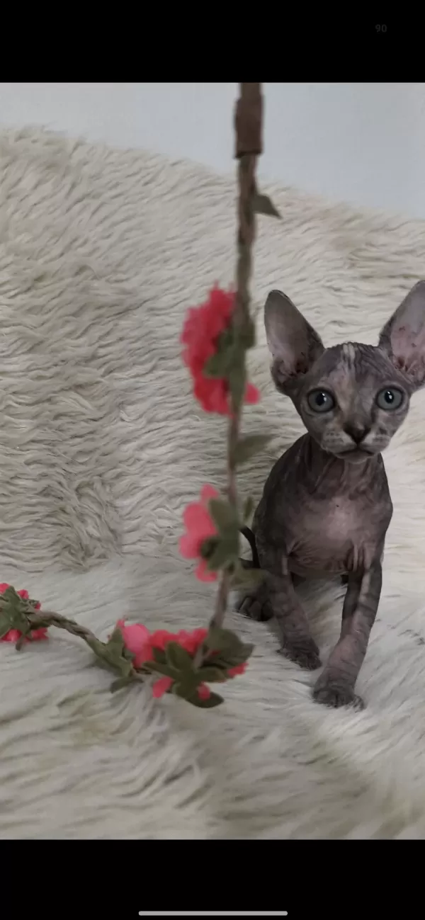 Naked Beauty Sphynx Cattery