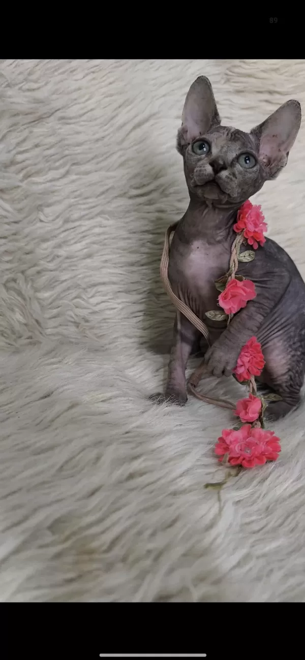 Naked Beauty Sphynx Cattery
