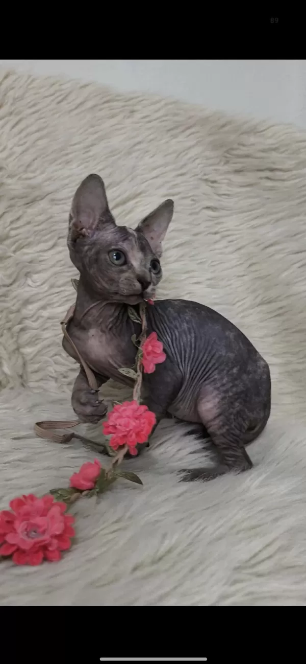 Naked Beauty Sphynx Cattery