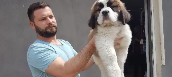 100 Safkan St Bernard Yavrulari