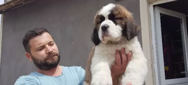 100 Safkan St Bernard Yavrulari