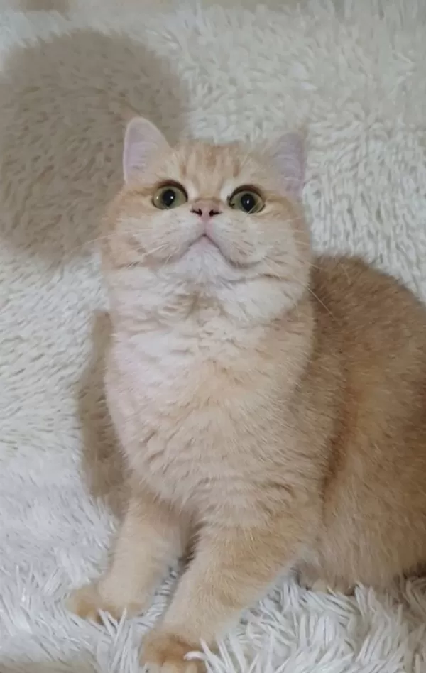 İrk Garantili Golden British Shorthair Bebekler