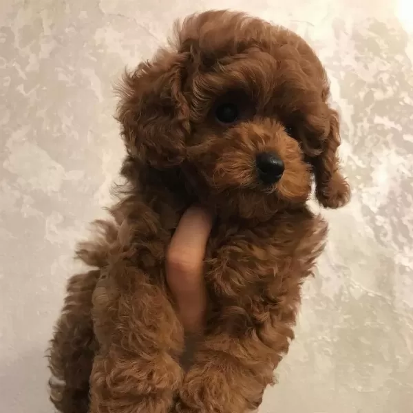 Toy Poodle Yavrulari
