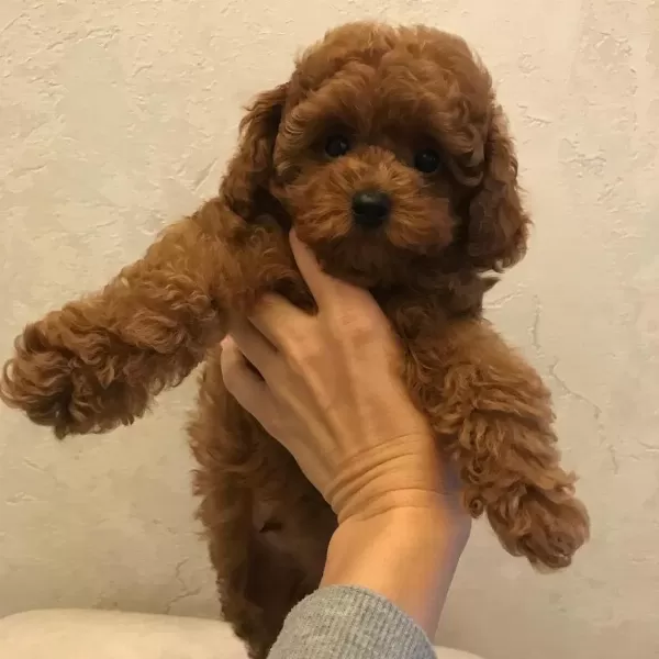 Toy Poodle Yavrulari